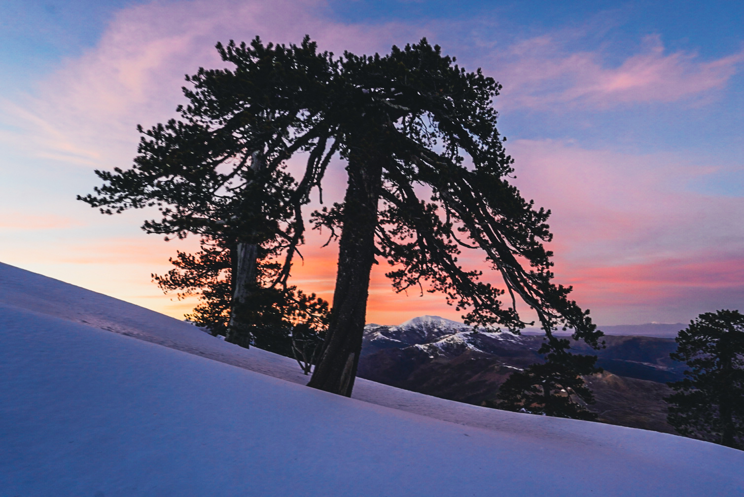 Pin isole au coucher du soleil, pinde — périvoli et vasilitsa, lors d’une itinérance à ski en Grèce.